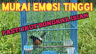 Download lagu Murai Borneo Emosi Tinggi ||👍 Pancingan Murai Batu Agar Emosi | นกกางเขนหิน mp3 Download lagu Murai Borneo Emosi Tinggi ||👍 Pancingan Murai Batu Agar Emosi | นกกางเขนหิน mp3