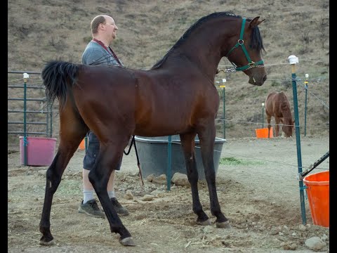 Ultimate El Shaklan summer 2021