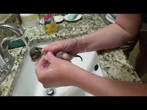 How to bathe an orphaned kitten to remove fleas