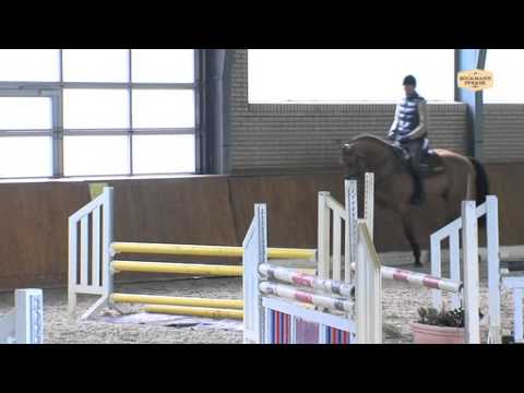 Lord Pezi Junior v. Lord Pezi - Quattro, Hengstvorführung Vechta 2013 - Böckmann Pferde