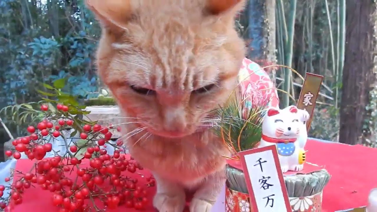happy  new  year  cute cat no1 なかよし茶トラ猫　　２０２３