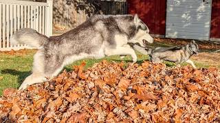 My Crazy Siberian Husky Playing in a Giant Pile of Leaves!