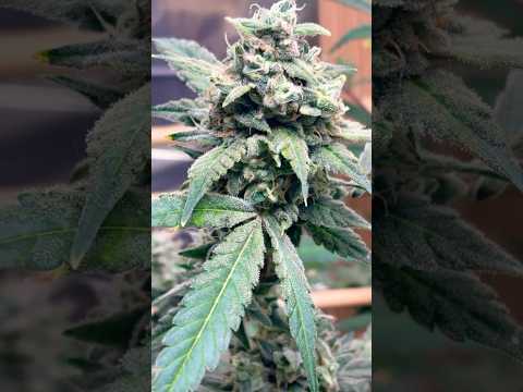 Acapulco Gold: The Golden Harvest is Almost Ready