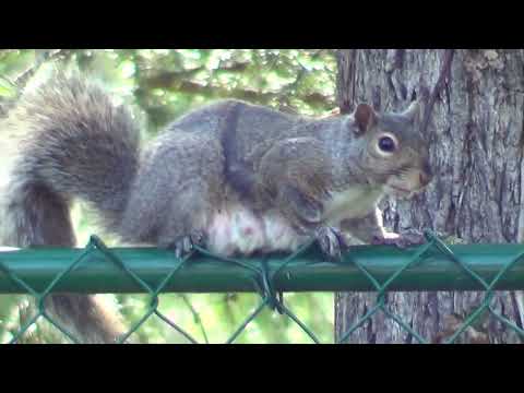 Nursing Grey Squirrel Comes To Feed