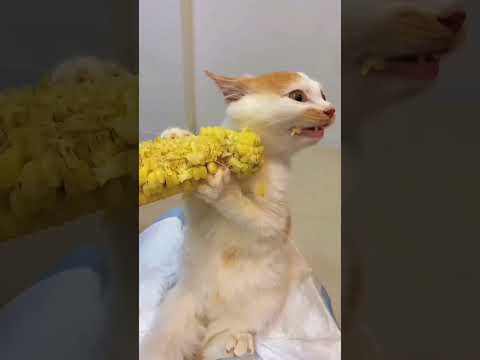 #cat #funny #happycats #catmemes #music #memes #trending #trendingshorts #new #reels #ad#YRH