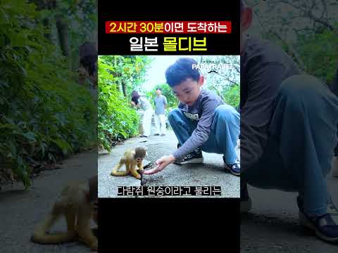 이시가키 여행의 매력: 몰디브를 능가하는 숨은 천국