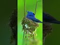 Indigo bunting