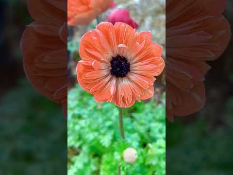 Flower's #flowers #nature #naturelovers #flower #naturephotography #naturebeauty