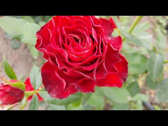 EDROSES/Троянда 🌹 Хартс (Hearts), Jan Spek Nurseries Нідерланди, 2006.Зрізальні (Florists Rose)