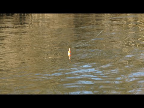 STEELHEAD BOBBER DOWNS - February 2022