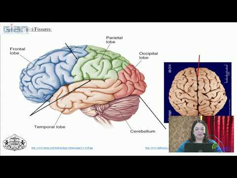 Modern Methods of Brain Exploration:Focus on Functional Magnetic  Resonance Imaging (fMRI) - Part 2