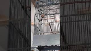 Download lagu Cendet Situbondo mp3