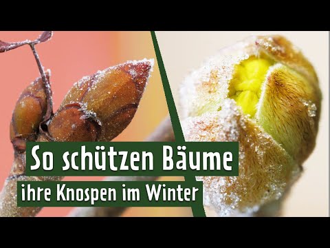 Winter buds: These tricks protect them from ice and cold | MDR Garten