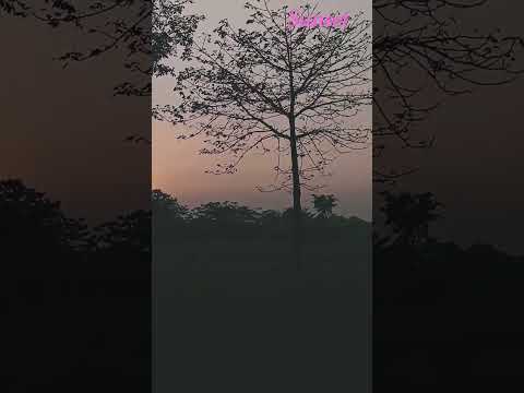 sunset #hashtag #reelsviral #reels