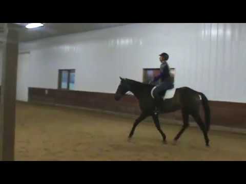 Trot Willie 10-12-2017