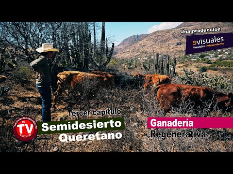 🌵 Un respiro a la naturaleza con la ganadería regenerativa 🐮