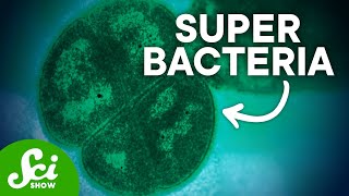 6 Bacteria with Awesome Superpowers