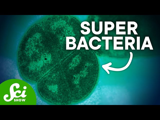 Deinococcus radiodurans