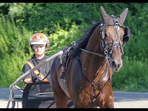 2017 Hambletonian Contenders - Devious Man