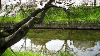 preview picture of video 'hanami in iwakura city 2009/04/05'