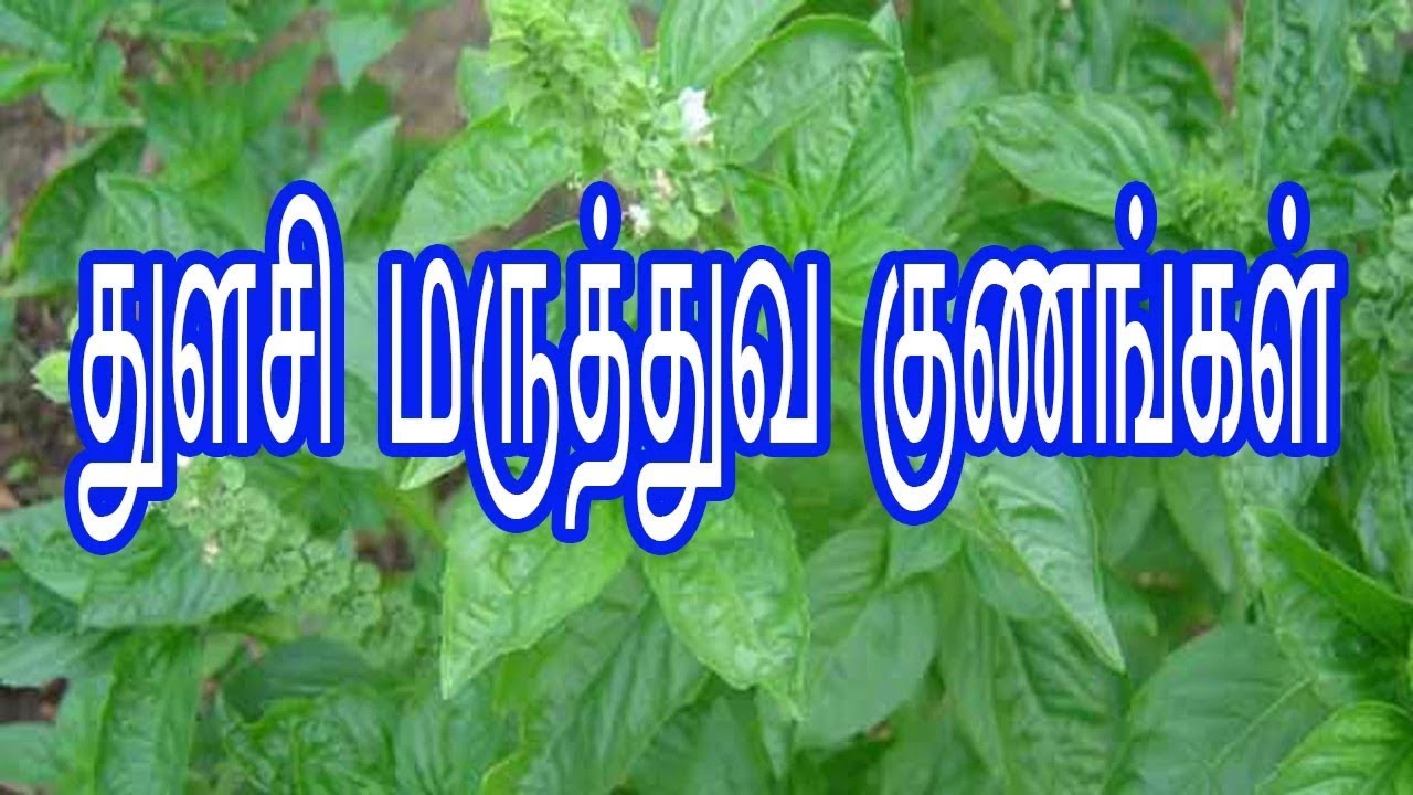 Benefits of Basil Leaves in Tamil - Thulasi Payangal - Tulasi Medicinal Uses in Tamil.