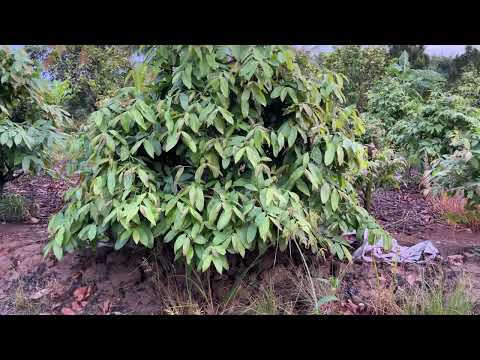 Chăm sóc cây mai Thủ Đức rin trồng ngoài đất giai đoạn mưa dầm.