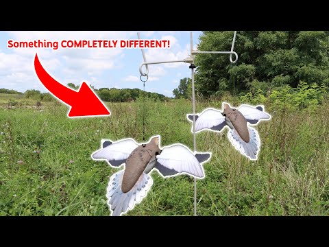 This NEW Avian-X Dove is COMPLETELY DIFFERENT! (Avian-X Powerflight Spinning Wing Dove)