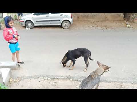 Sharing is Caring - Lalitha Sahasra sharing biscuits with Dogs