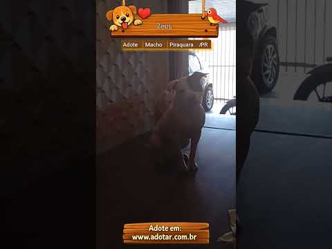 Vídeo de Zeus