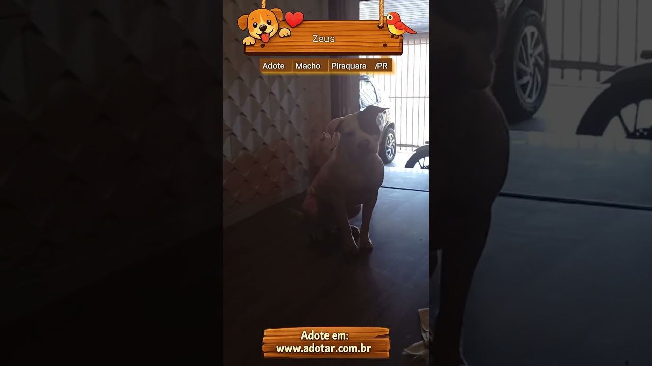 Cachorro raça Pit-Bull idade 3 anos nome Zeus