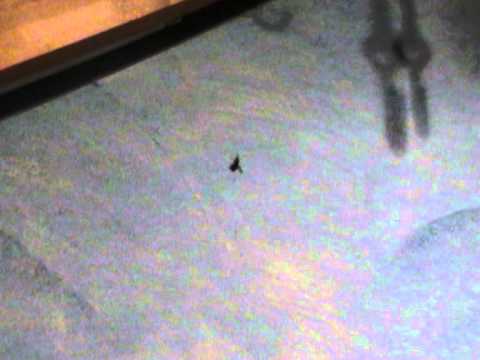 Fliege ohne Reaktionen