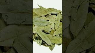Download lagu ✓ Sana Ke Fawaid | Senna Leaf  | Tibbe Nabavi Se Ilaj #senna #leaf #cure #constipation mp3