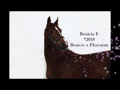 for sale 2jährige Stute von Benicio x Florestan I