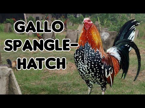 Gallos Spangle Hatch