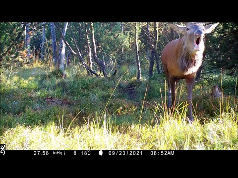 Rothirsch-Brunft im Erzgebirge 2021, Teil 2