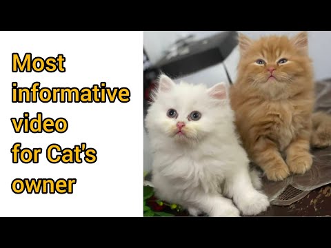 Heart Attack in Cats | Symptoms and treatment of Heart Attack in Cats | the cats planet