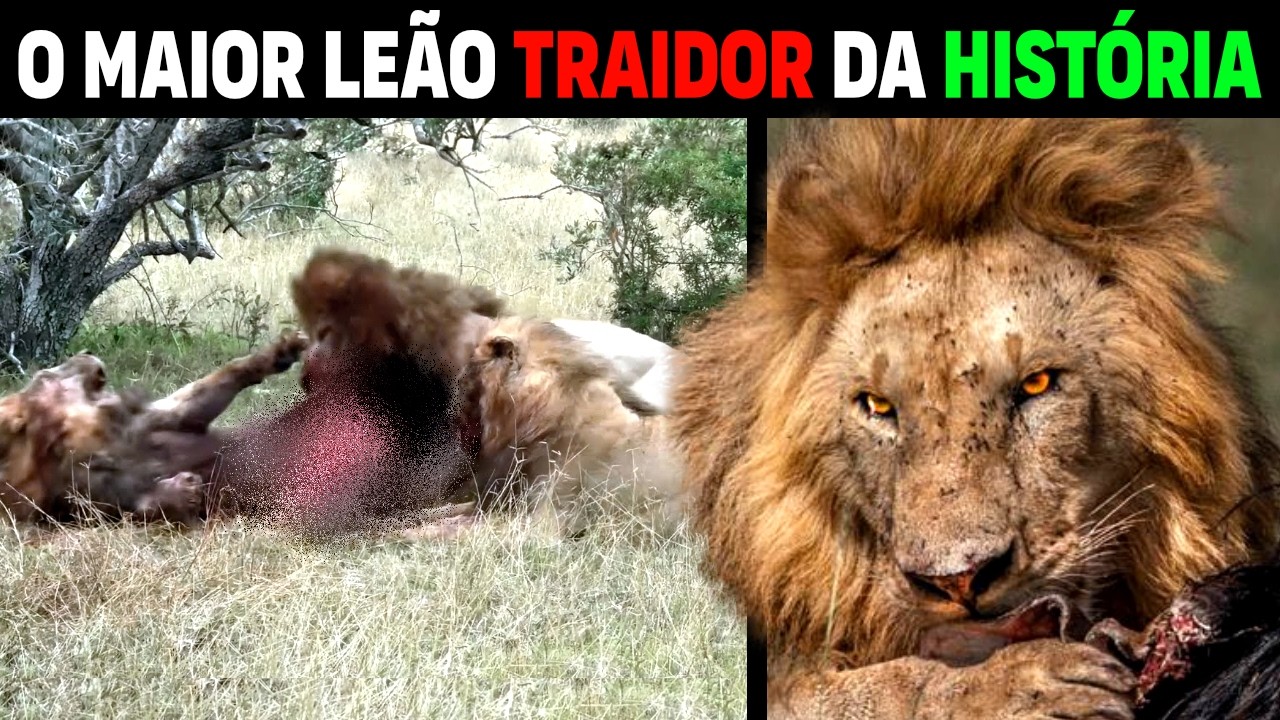 Leo - TRAITOR ATTACKS AND DEVOURS HIS LION BROTHERS