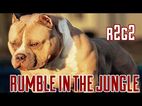 BRC-G GrCh “R2G2” @ RUMBLE IN THE JUNGLE 4.0 Dallas, Texas - GOLDEN CHILD BEST SON !