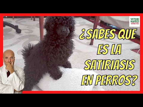 🔴 HOW TO CALM A DOG WITH SATYRIASIS 🔴 (EXCESS OF SEXUAL APPETITE)