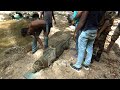 This Big Crocodile Suddenly Entered A Village House Saving A Crocodile Giant Crocodile クロコダ�