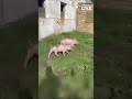 🔥🔥🔥Рашисти залишили свиней