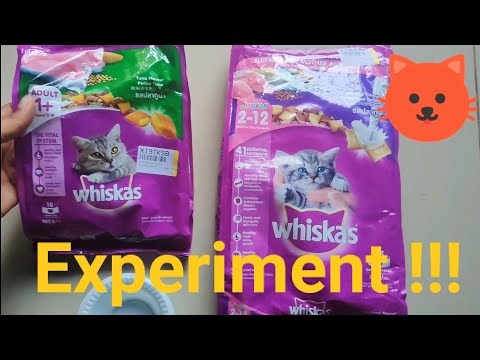 Can kitten eat Adult dry food ? || Whiskas Adult tuna review