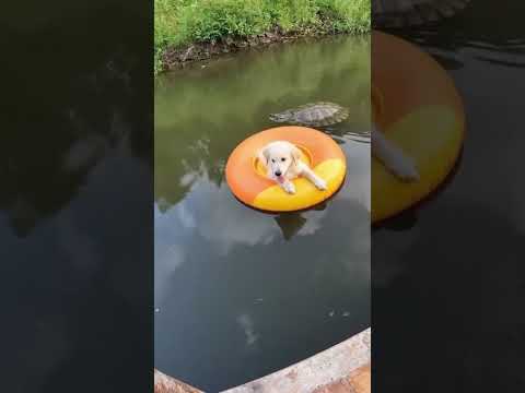 lovely dog vs turtle