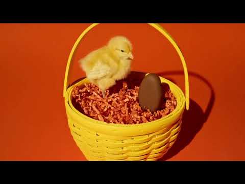 Reese's - Peanut Butter Egg - The Chicken or the Egg