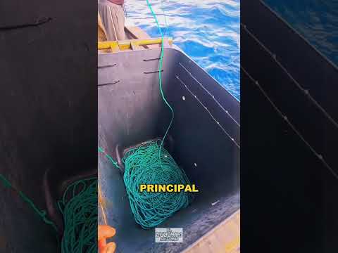 The fisherman casts an extremely long fishing line into the sea #datoscuriosos