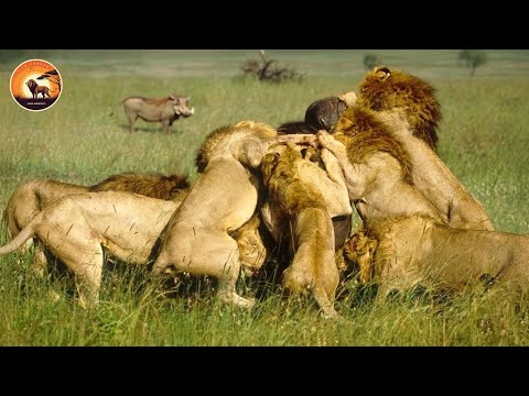 Savannah’s Fiercest Lion Showdowns Ever Filmed | Animal Documentary
