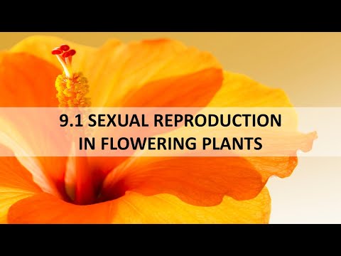 9.1 Flowering Plants with Mdm Suhaila