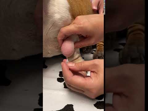 , title : 'Lipoma in Dogs: Fine Needle Aspiration by a Veterinarian'