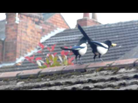 2 Magpies on shed..summer '12. 00049.MTS