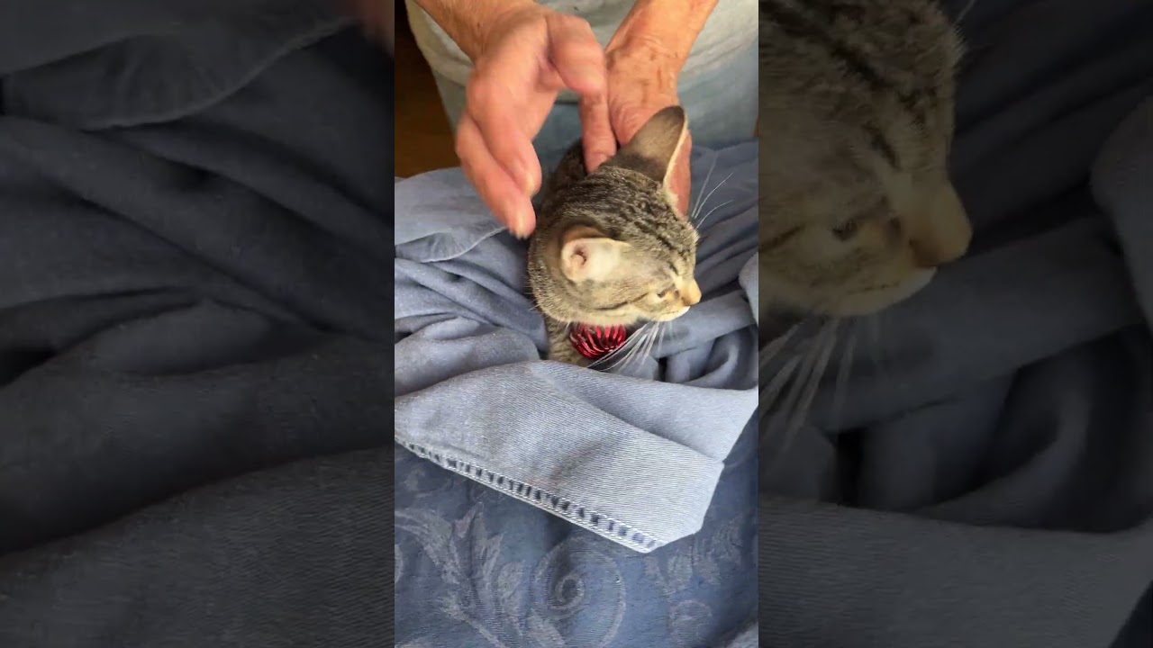 Enlarge Charlie sweetie pie, a Adoptable mixed breed in Toluca Lake, CA video 6/6